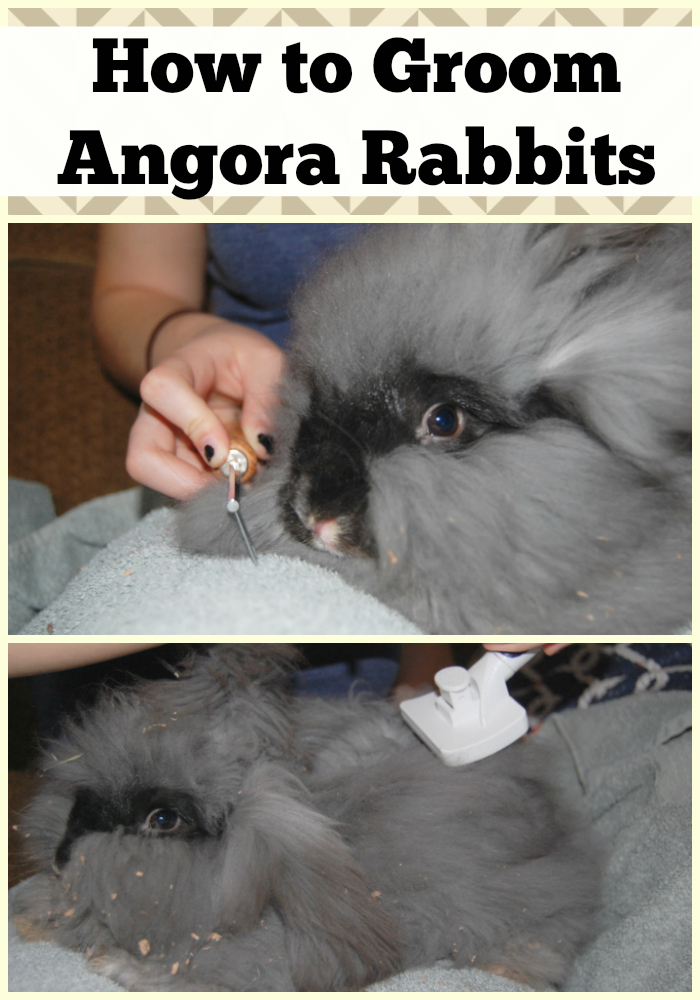 How to Groom Angora Rabbits