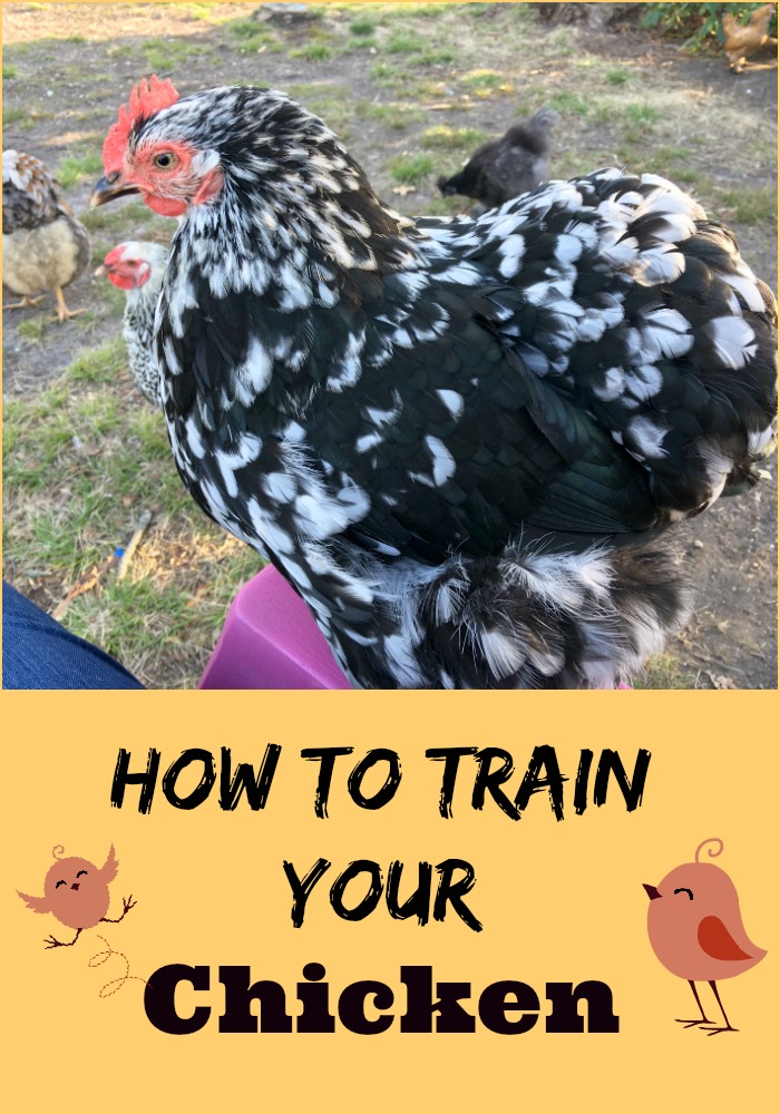Can chickens be trained to come when called? They sure can, and it's
