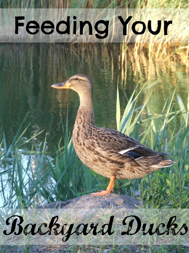 Feeding your Backyard Ducks - The Cape Coop