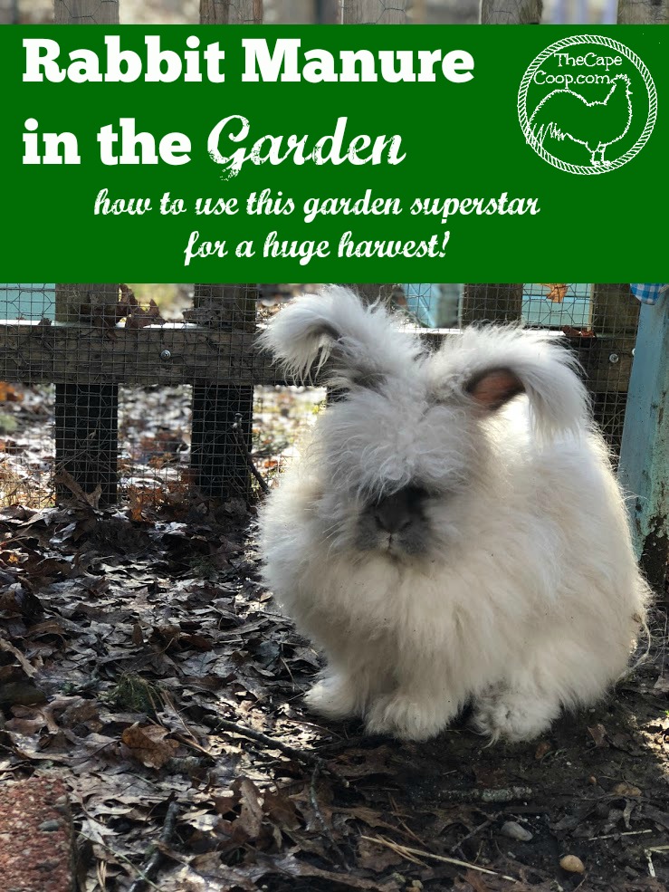 Rabbit Manure in the Garden, how to use this garden superstar for a huge harvest!