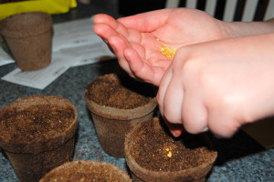 starting seeds indoors