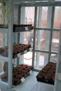 starting seeds indoors