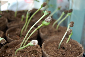 starting seeds indoors