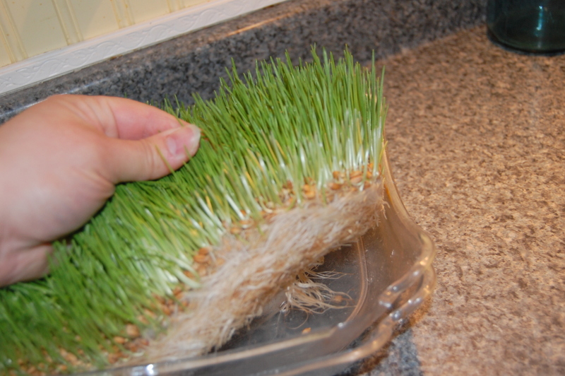 growing wheat grass for chickens