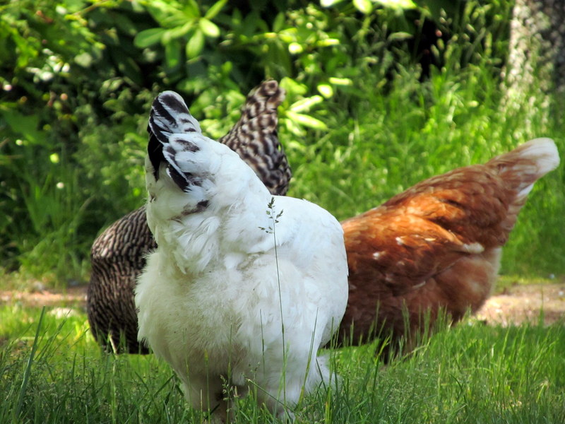 The Benefits of Keeping Chickens