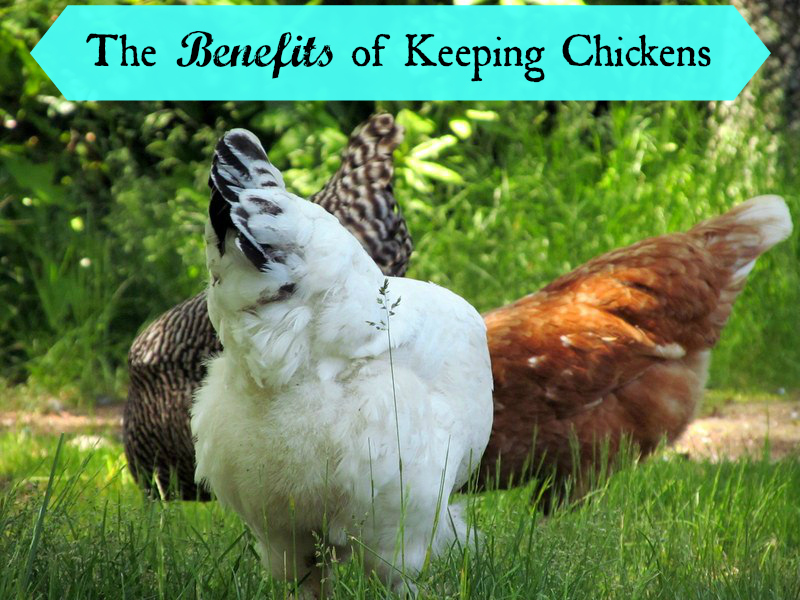 There are so many benefits to keeping a flock of chickens in your yard!