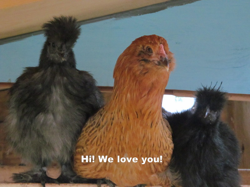 The Benefits of Keeping Chickens
