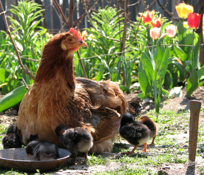 The Benefits of Keeping Chickens