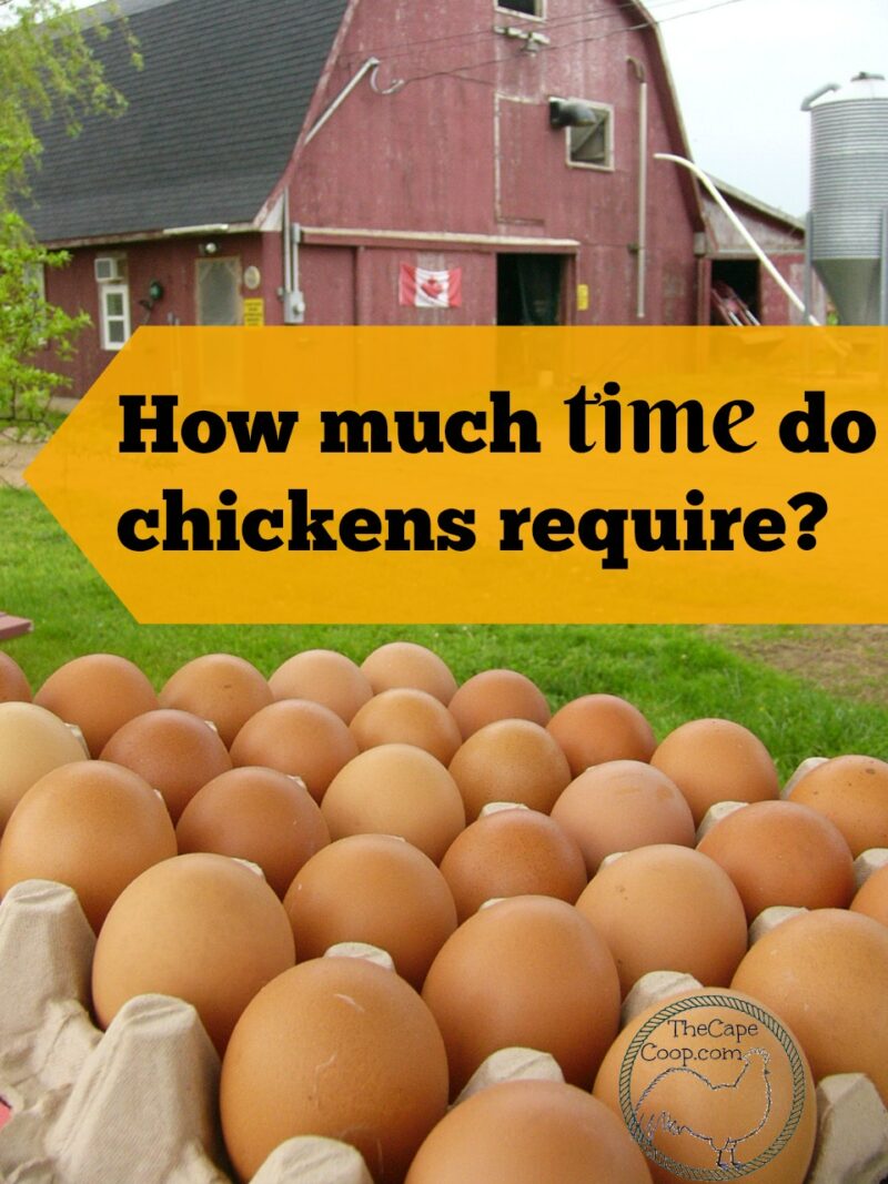 How much time do chickens require?