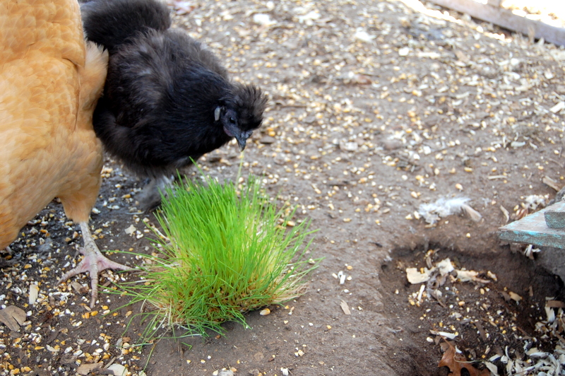 growing wheat grass for chickens