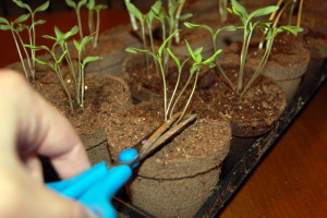 starting seeds indoors