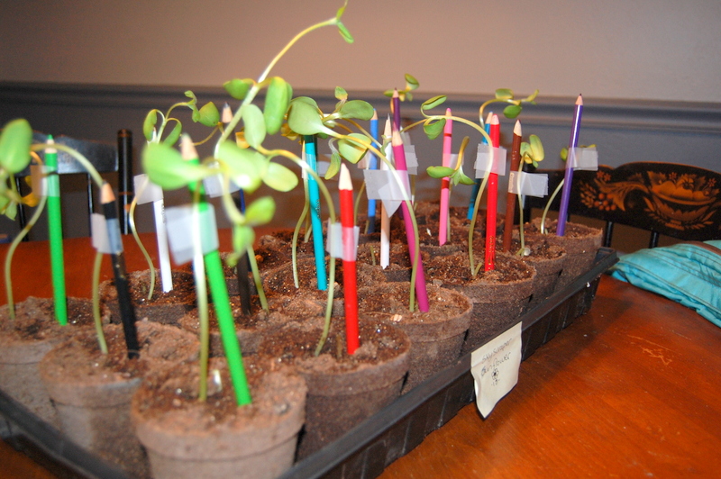 starting seeds indoors