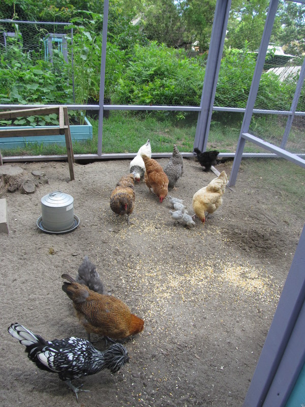 How Much Do Chickens Cost to Keep?