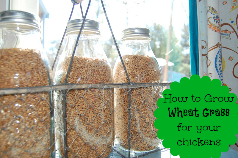 Grow wheat grass indoors so your flock can have fresh greens year round!