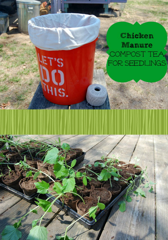 Feed your garden right! Skip the chemical fertilizers and make up some manure tea!