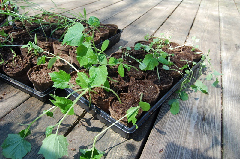 Chicken Manure Tea for your Garden
