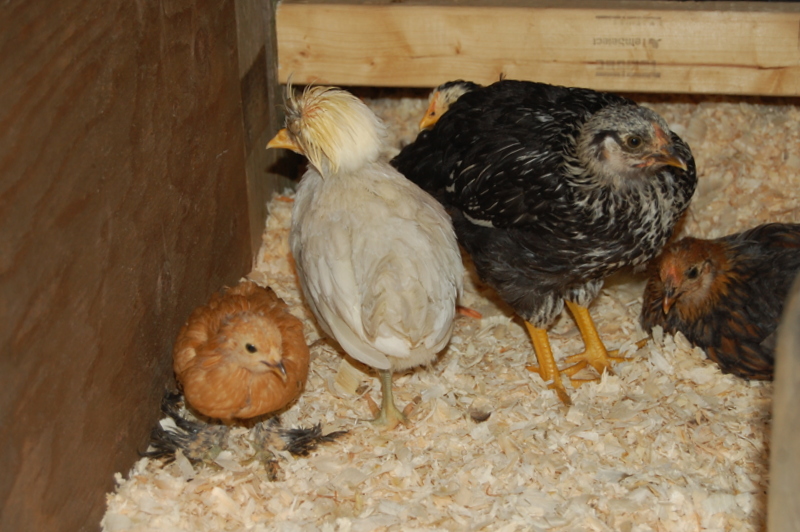 How to make a Mini Chicken Coop with Recycled Materials