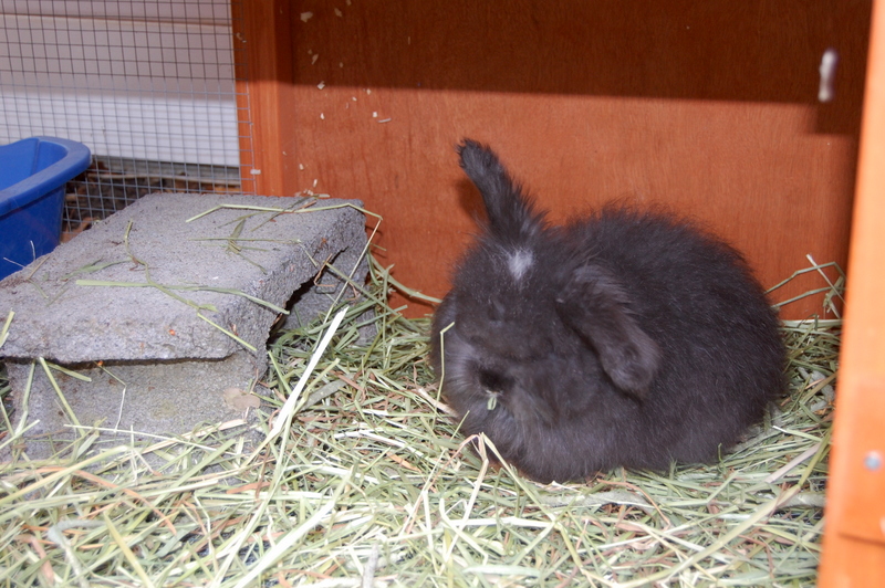 How much does it cost to raise Angora rabbits?