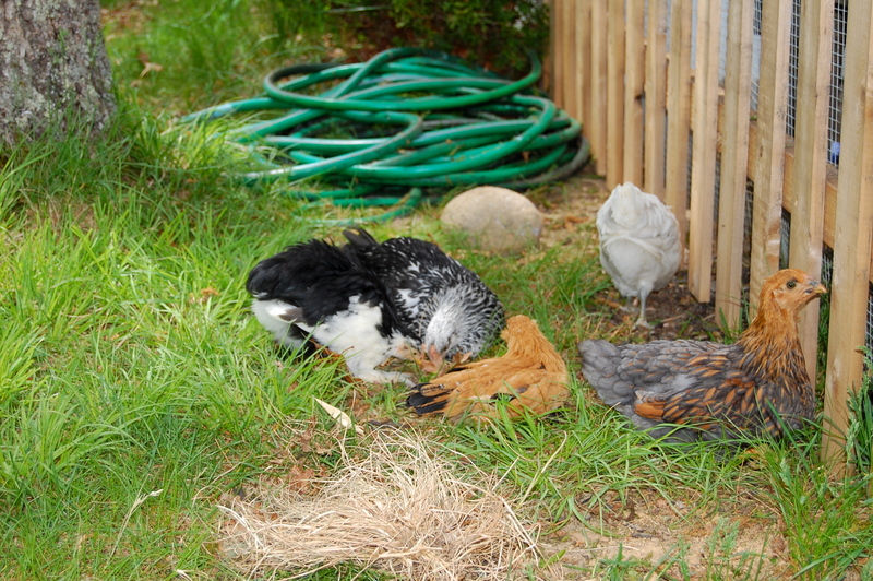 Introducing chicks to your flock