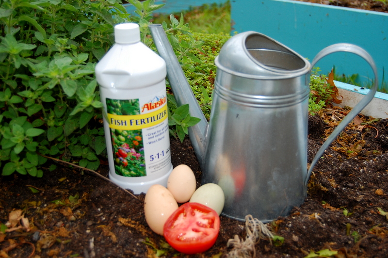 Top Tips for a HUGE tomato harvest!