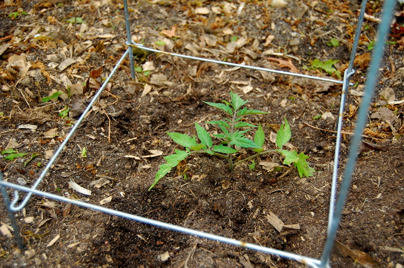 top tips for a huge tomato harvest!