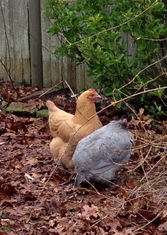 5 Lessons We Can Learn from Chicken Moms - The Cape Coop