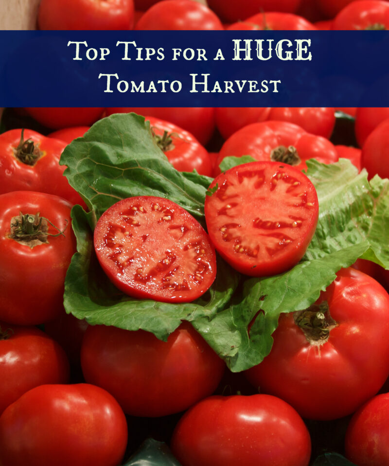 Top Tips for a huge tomato harvest!