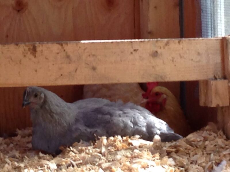 Hatching eggs with a broody hen