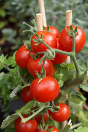 Top Tip for huge tomato harvest