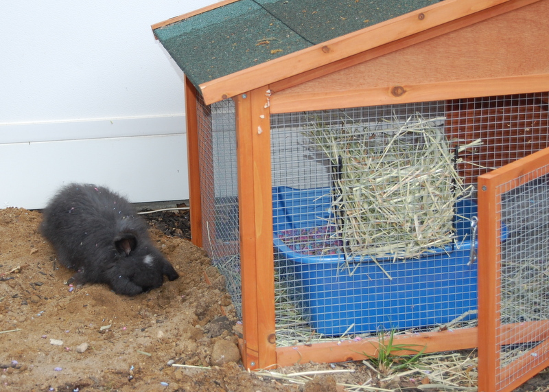 lessons from a rabbit newbie