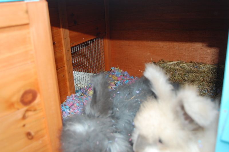 embellishing a store bought rabbit hutch