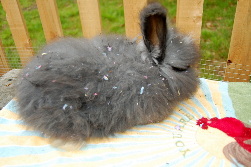Lessons from a rabbit newbie