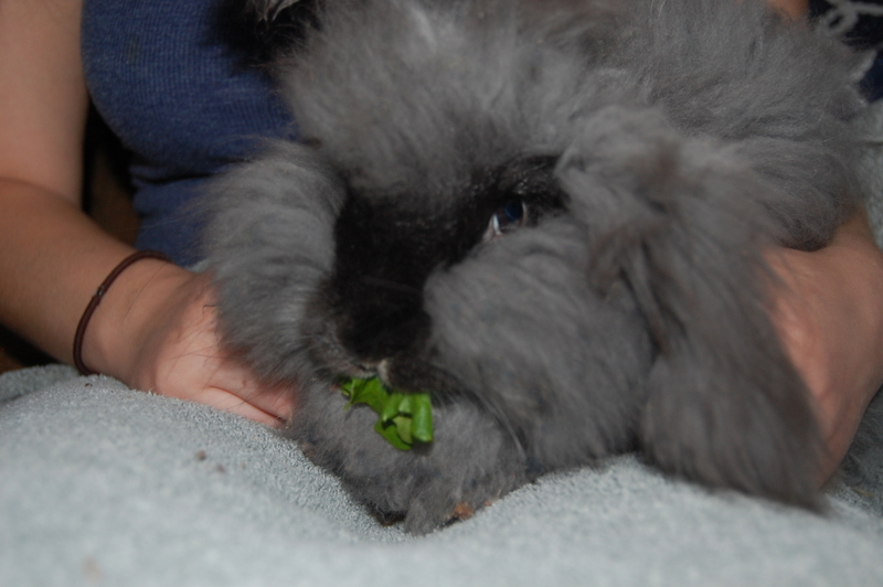 How to Groom Angora Rabbits