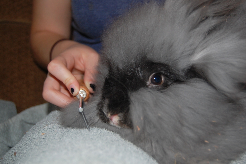 How to Groom Angora Rabbits