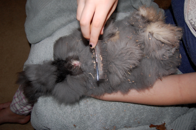 How to Groom Angora Rabbits