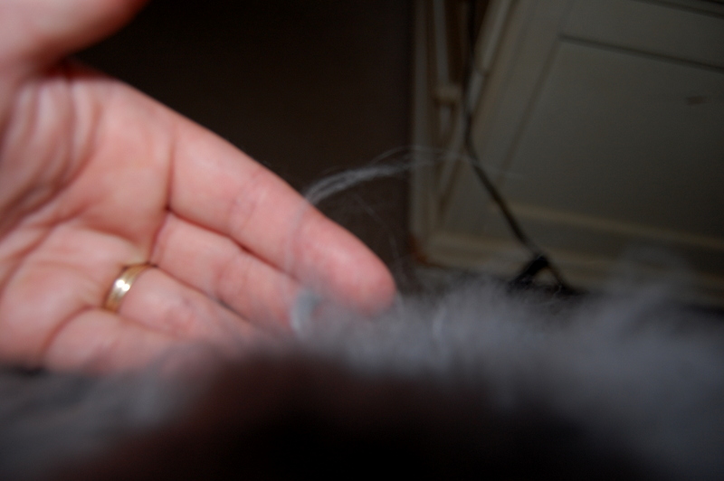 How to Groom Angora Rabbits