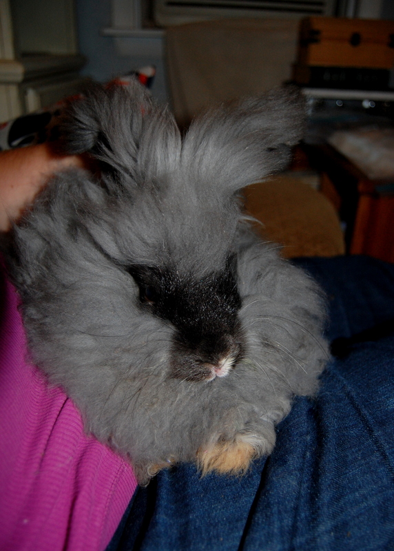 Shaving angora hot sale rabbit