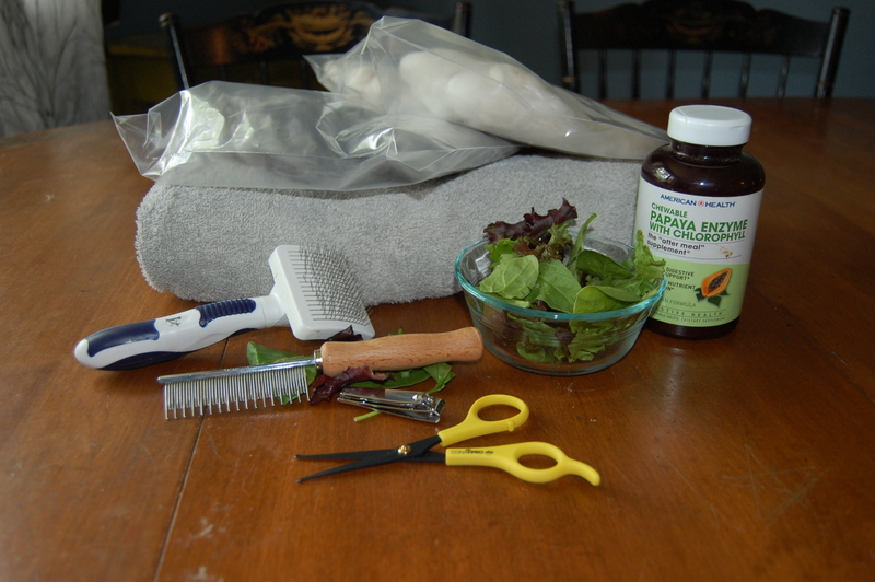 How to Groom Angora Rabbits