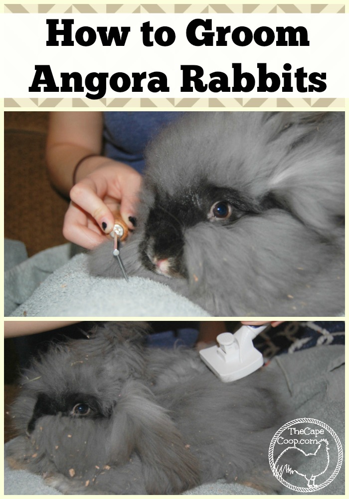 How to Groom Angora Rabbits
