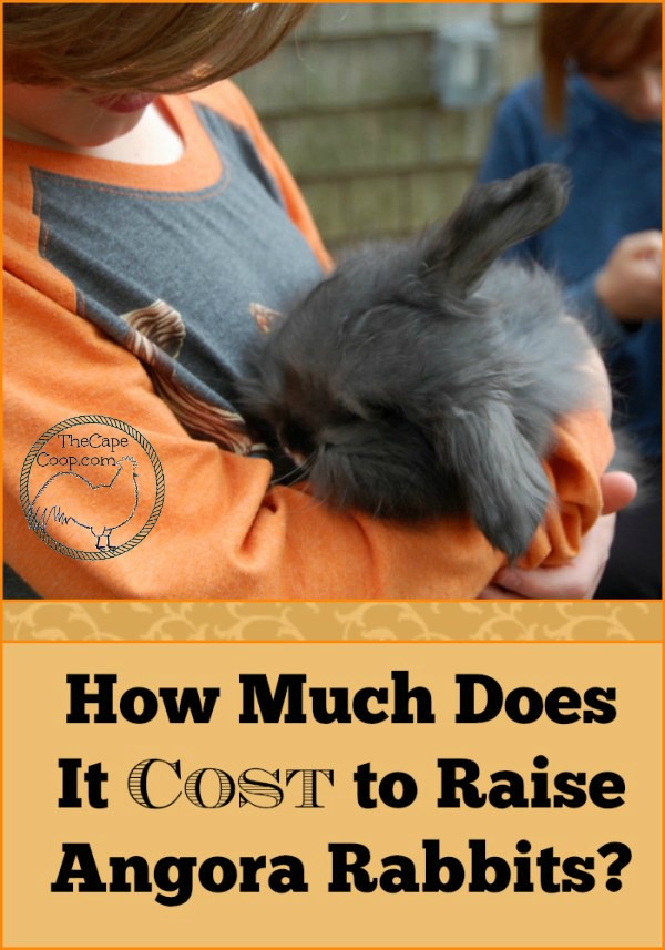 How Much Does It Cost to Raise Angora Rabbits?