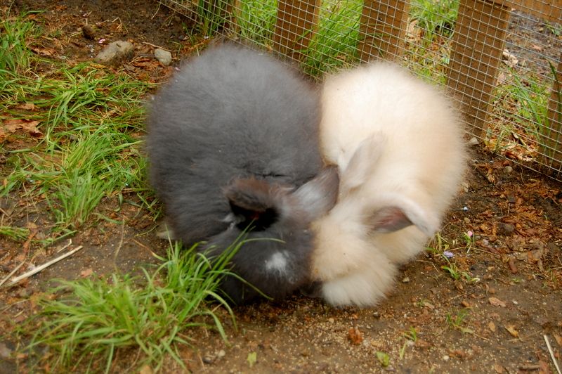 How much does it cost to raise Angora rabbits?