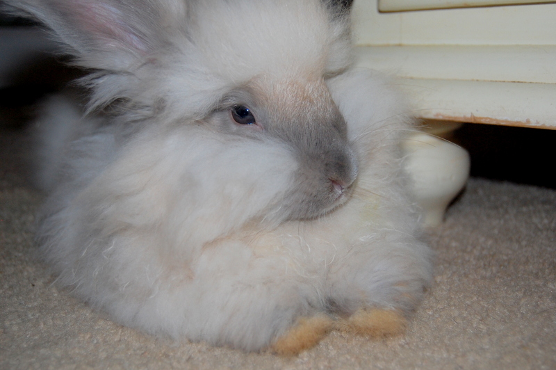 How much does it cost to raise Angora rabbits?