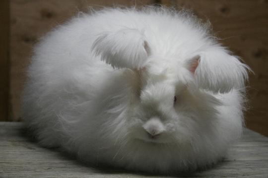 What breed Angora rabbit is right for you?