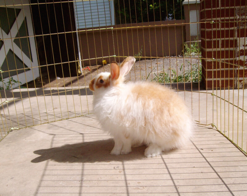 Angora shop cross rabbit