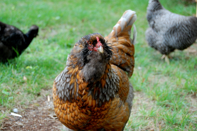 The question of aging hens