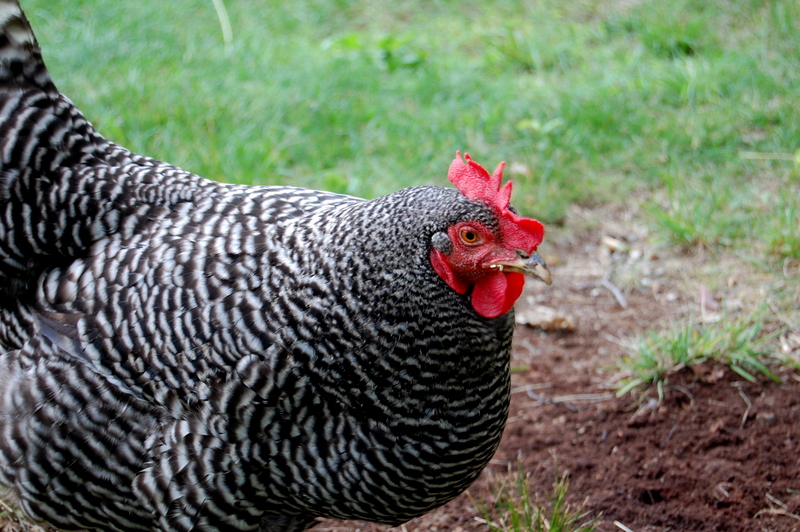 The question of aging hens