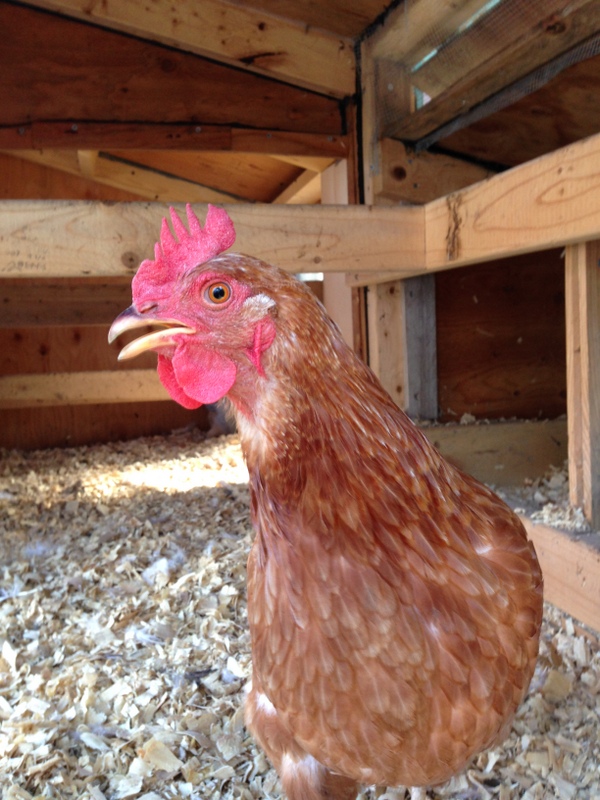 The question of aging hens