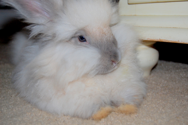 Indoor rabbit sitting on a rug