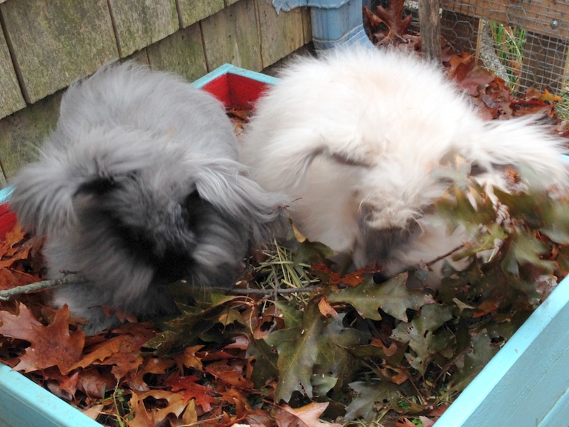 Should rabbits live indoors or outdoors?