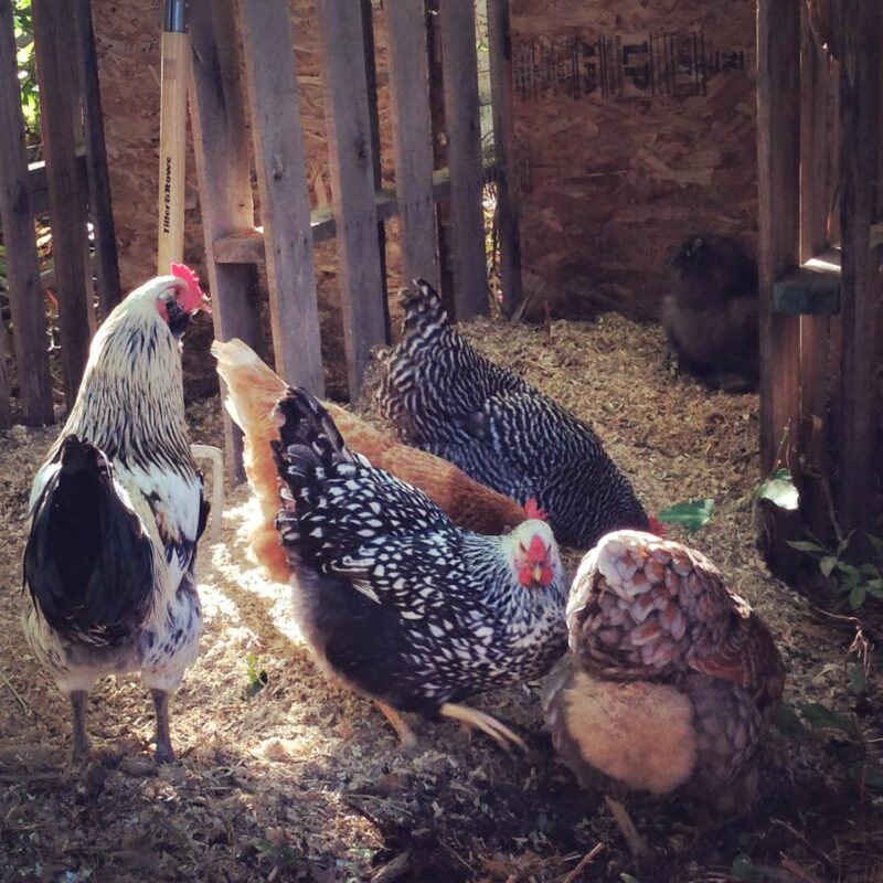 The Rooster Question